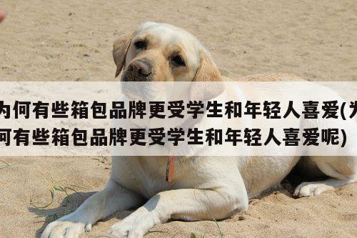 yy易游|为何有些箱包品牌更受学生和年轻人喜爱(为何有些箱包品牌更受学生和年轻人喜爱呢)