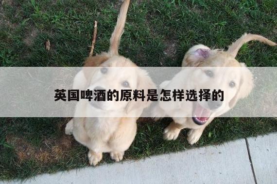 英国啤酒的原料是怎样选择的【yy易游体育】
